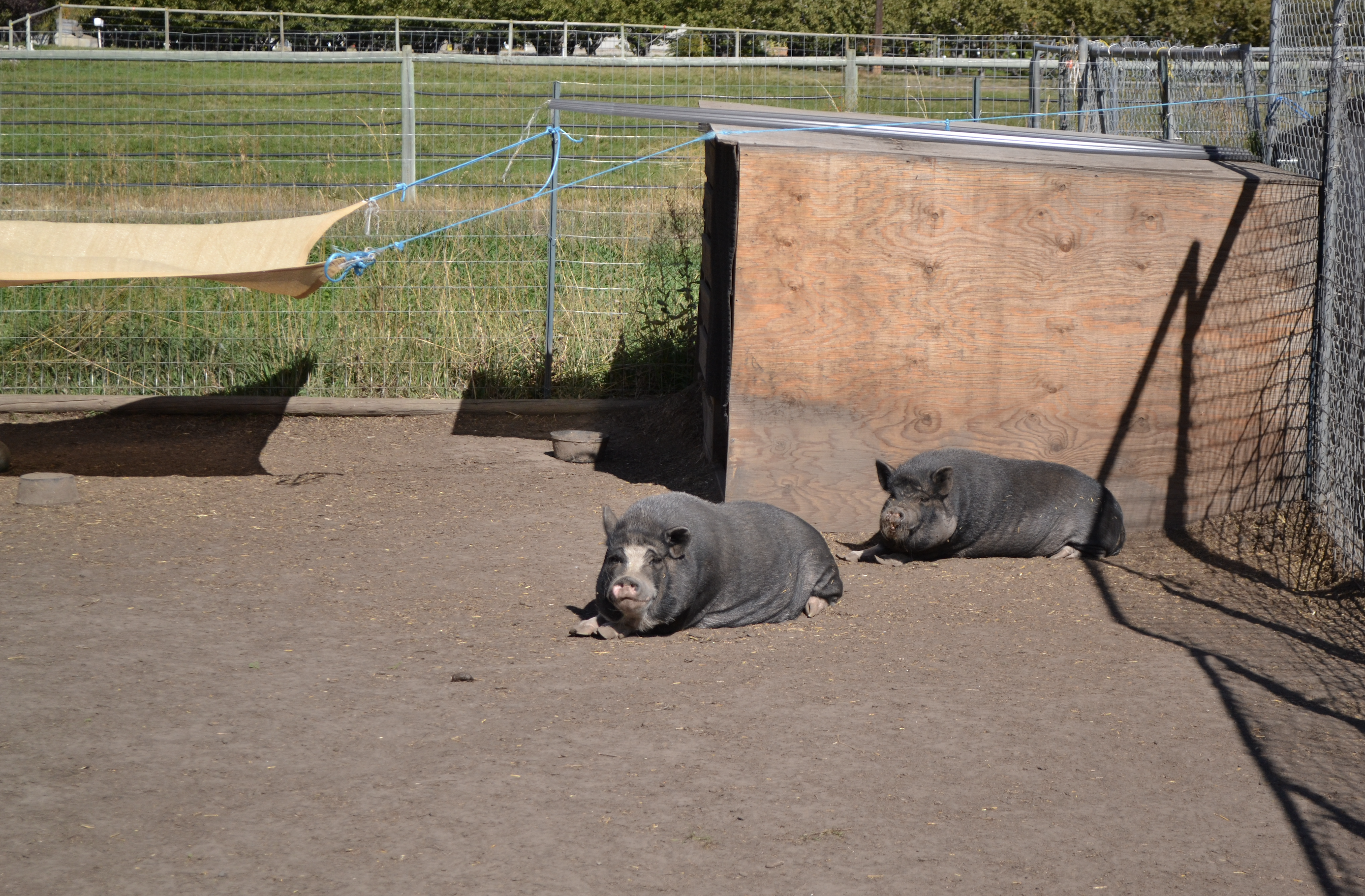 iN PHOTOS: Where lost pigs live out their days in the Okanagan | iNFOnews.ca