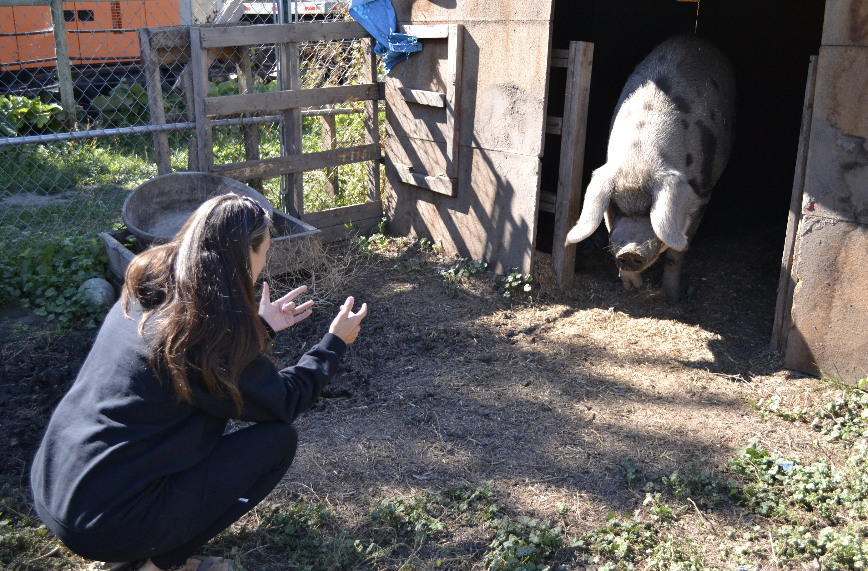 iN PHOTOS: Where lost pigs live out their days in the Okanagan | iNFOnews.ca