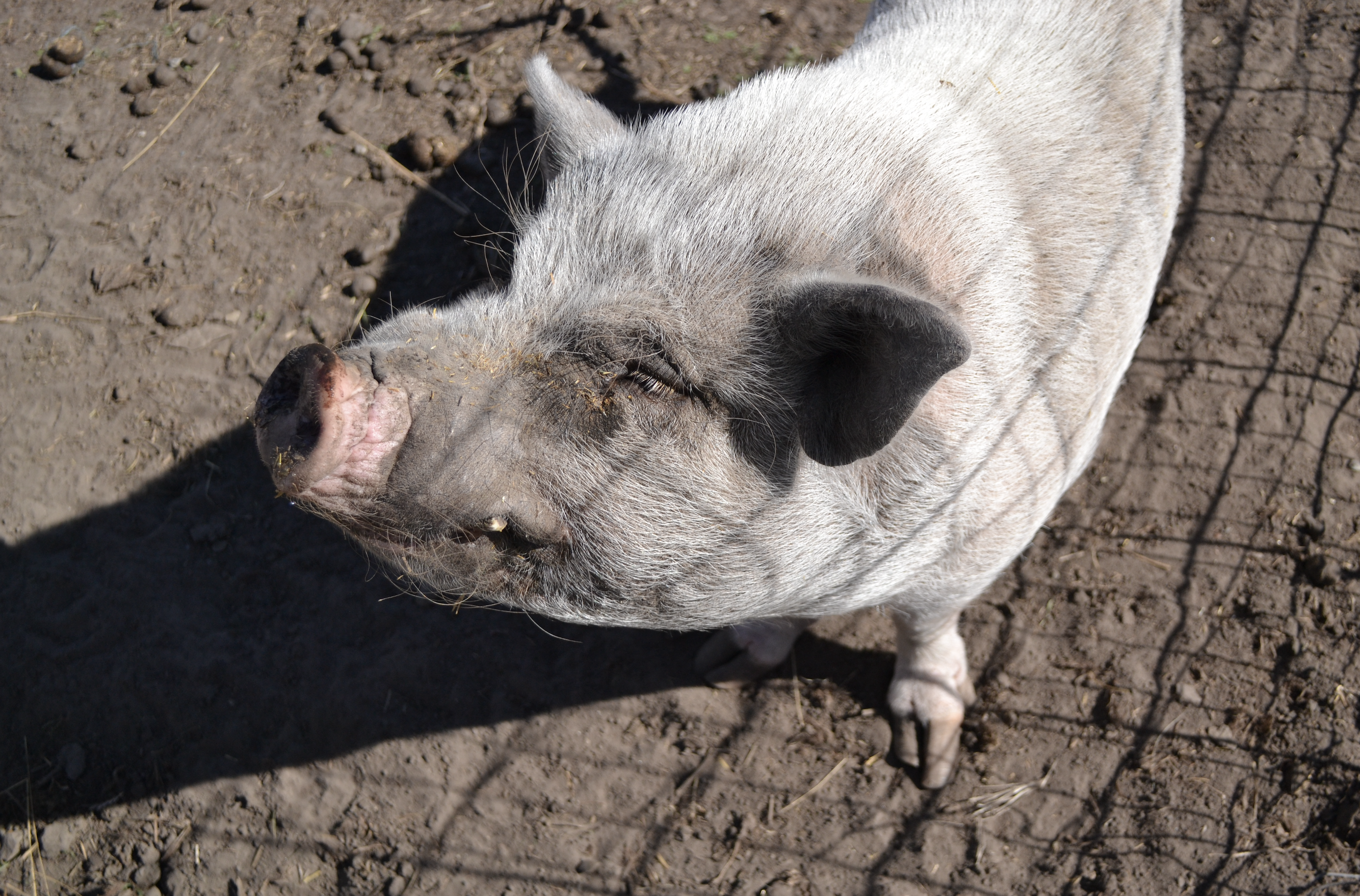 iN PHOTOS: Where lost pigs live out their days in the Okanagan | iNFOnews.ca