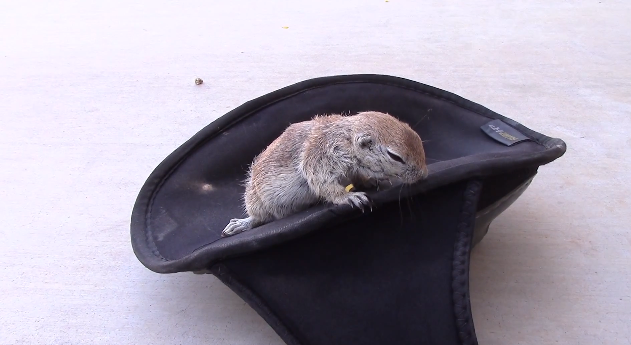 Ground squirrel saved with CPR | iNFOnews.ca
