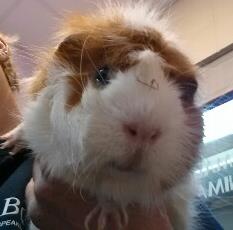 Looking for a forever home, Vernon SPCA pets of the week | iNFOnews.ca