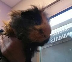 Looking for a forever home, Vernon SPCA pets of the week | iNFOnews.ca