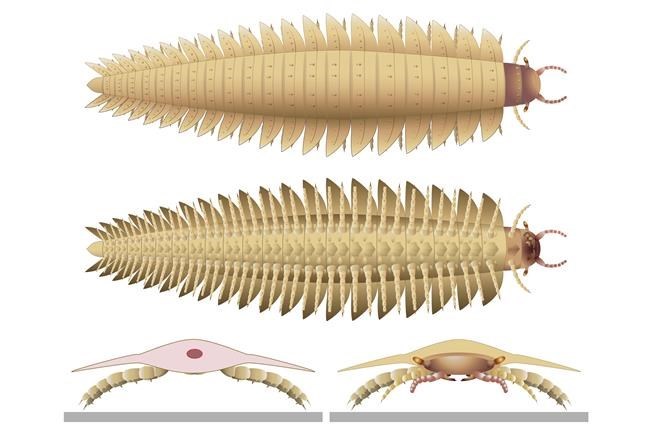Scientists recreate the head of this ancient 9-foot-long bug | iNFOnews.ca