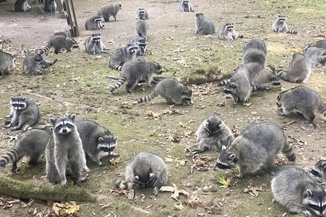 Washington state woman calls 911 after being hounded by up to 100 raccoons | iNFOnews.ca