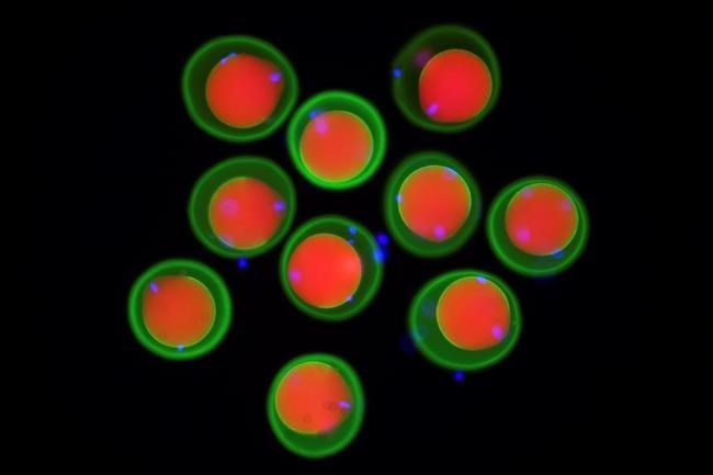 Scientists show how sperm and egg come together like a key in a lock | iNFOnews.ca