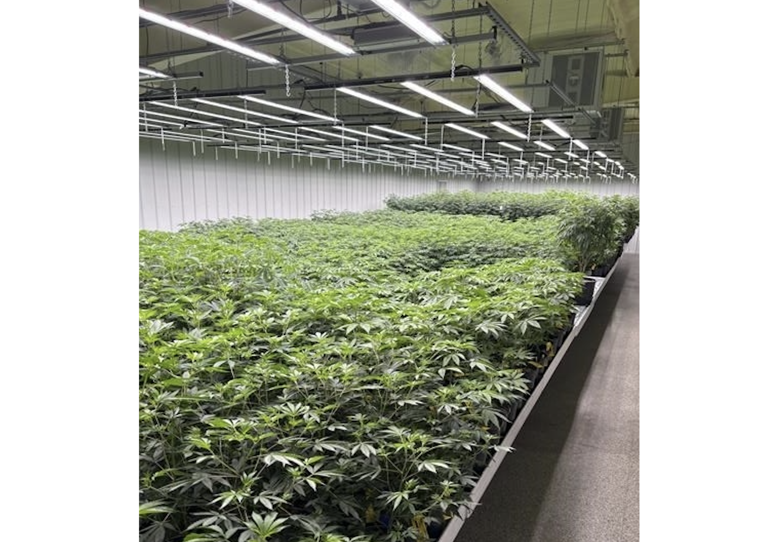 An Alabama judge appoints a mediator in a long-running medical marijuana dispute | iNFOnews.ca