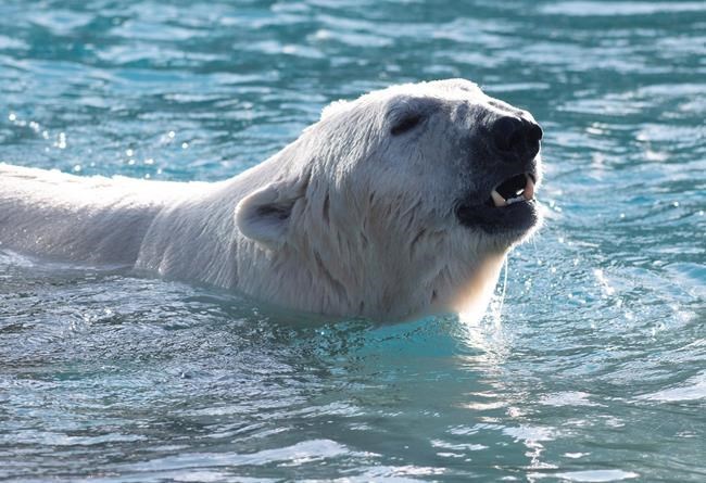 Research from Alaska finds more polar bears are exposed to pathogens | iNFOnews.ca