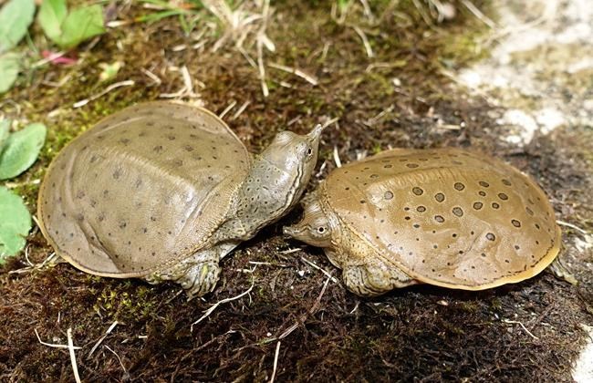 Forget the beaver, moose and goose. These are the most Canadian animals | iNFOnews.ca
