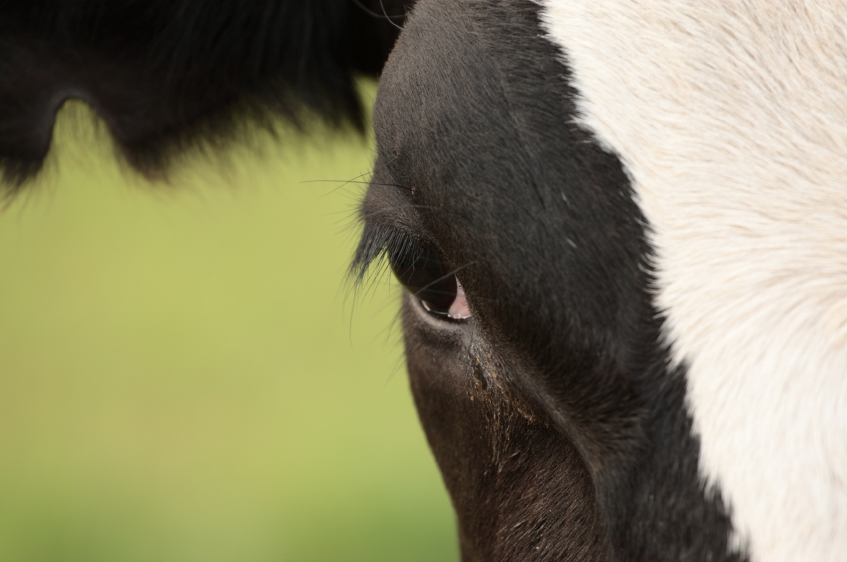Charges recommended against eight employees of B.C. dairy farm: SPCA | iNFOnews.ca