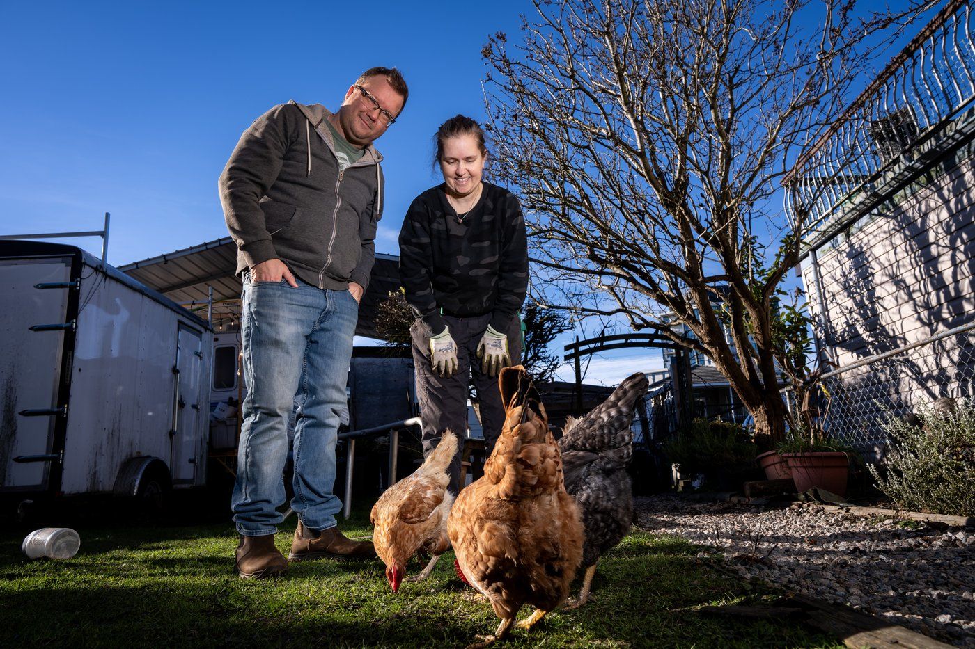 BC backyard chickens practise social distancing from wild birds amid H5N1 risk | iNFOnews.ca BC backyard chickens practise social distancing from wild birds amid H5N1 risk | iNFOnews.ca