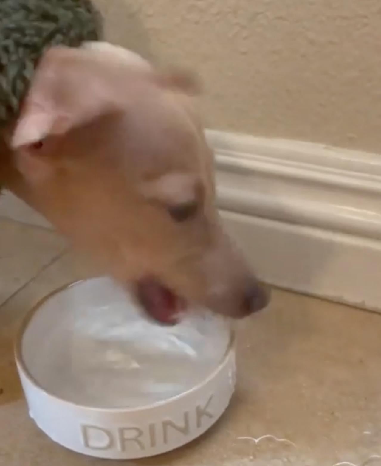 TRENDING NOW: Doggo experiences water bowl difficulties | iNFOnews.ca