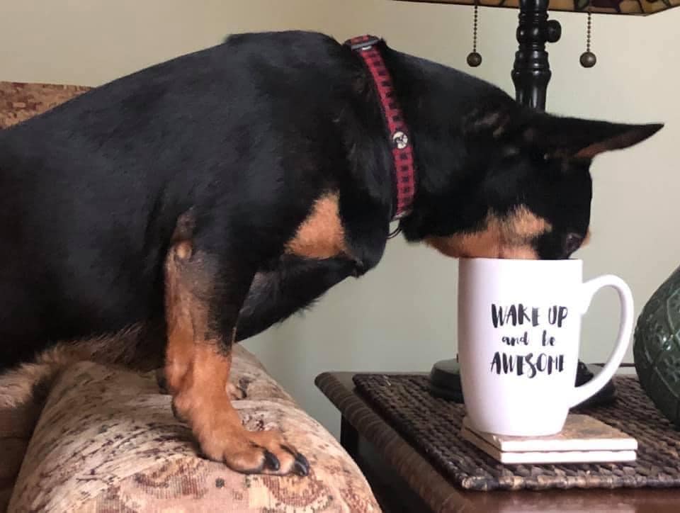 iN PHOTOS: Goofball dogs to brighten your day in Kamloops, Okanagan | iNFOnews.ca iN PHOTOS: Goofball dogs to brighten your day in Kamloops, Okanagan | iNFOnews.ca