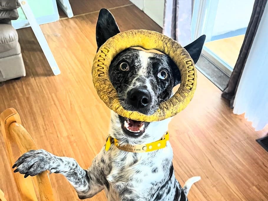 iN PHOTOS: Goofball dogs to brighten your day in Kamloops, Okanagan | iNFOnews.ca iN PHOTOS: Goofball dogs to brighten your day in Kamloops, Okanagan | iNFOnews.ca