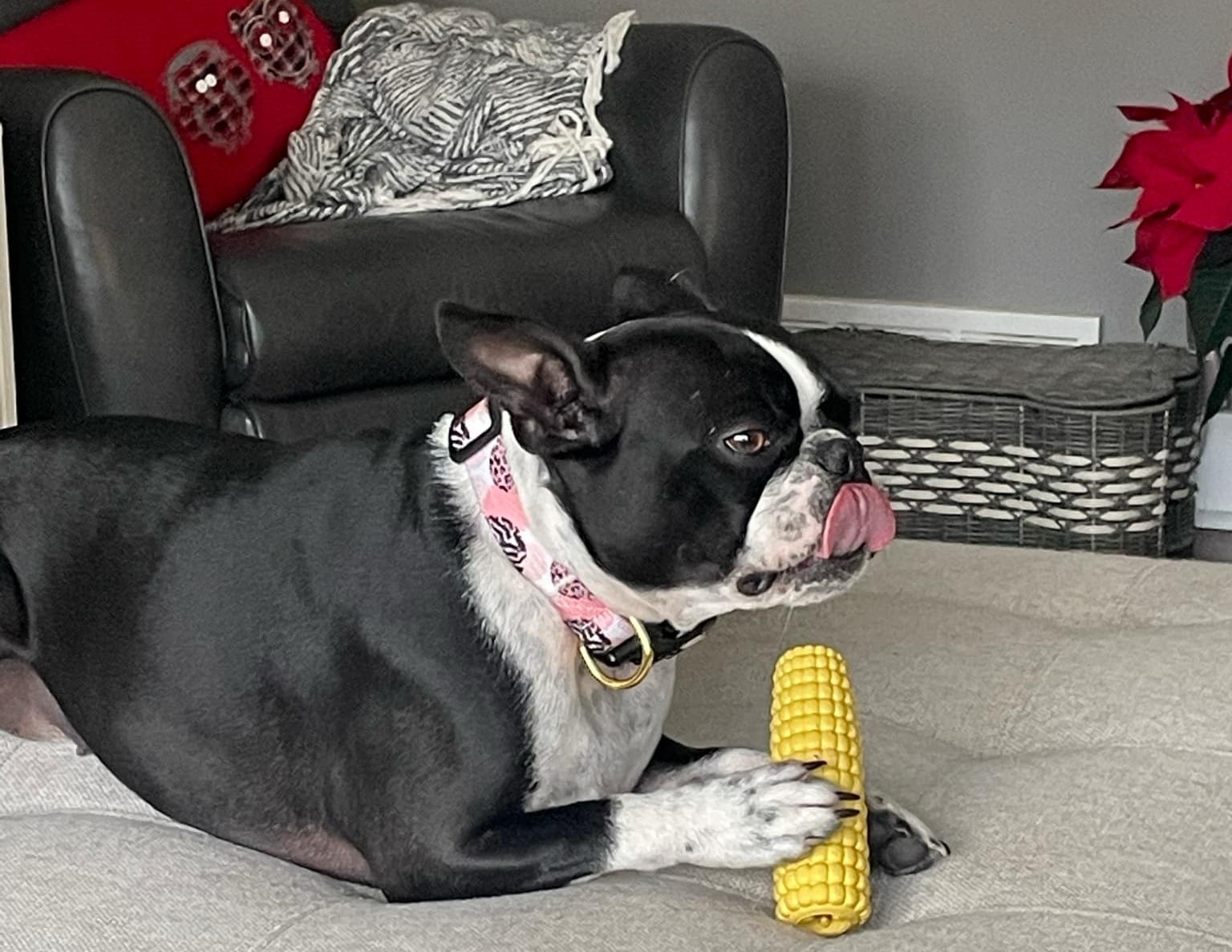iN PHOTOS: Goofball dogs to brighten your day in Kamloops, Okanagan | iNFOnews.ca iN PHOTOS: Goofball dogs to brighten your day in Kamloops, Okanagan | iNFOnews.ca