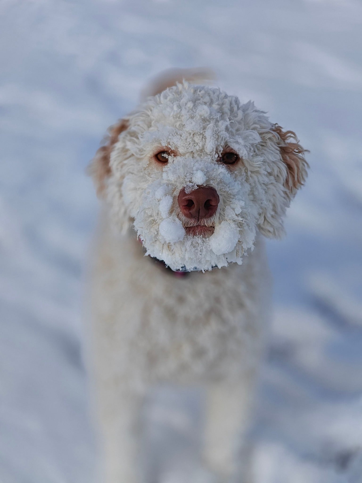 iN PHOTOS: Goofball dogs to brighten your day in Kamloops, Okanagan | iNFOnews.ca iN PHOTOS: Goofball dogs to brighten your day in Kamloops, Okanagan | iNFOnews.ca