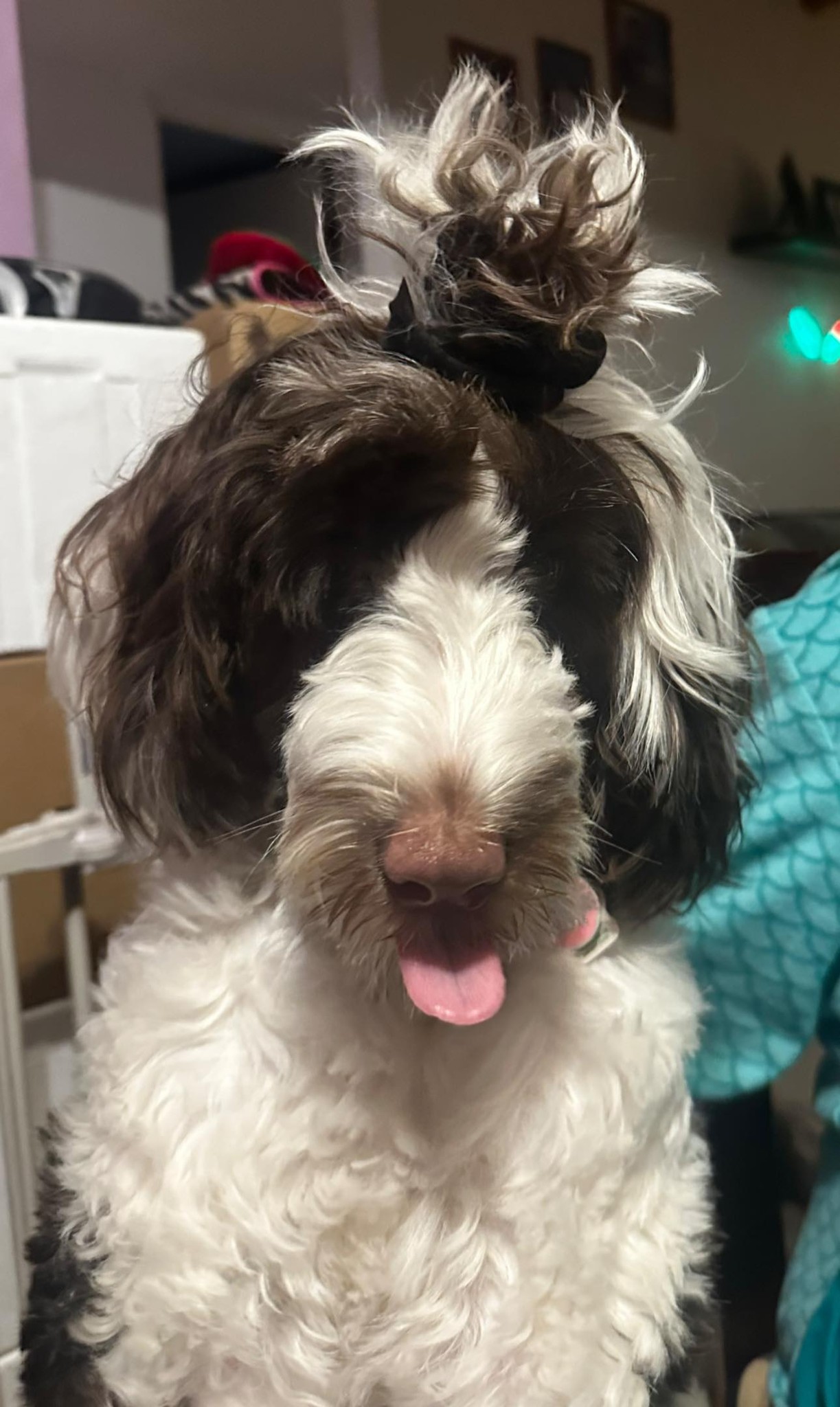 iN PHOTOS: Goofball dogs to brighten your day in Kamloops, Okanagan | iNFOnews.ca iN PHOTOS: Goofball dogs to brighten your day in Kamloops, Okanagan | iNFOnews.ca