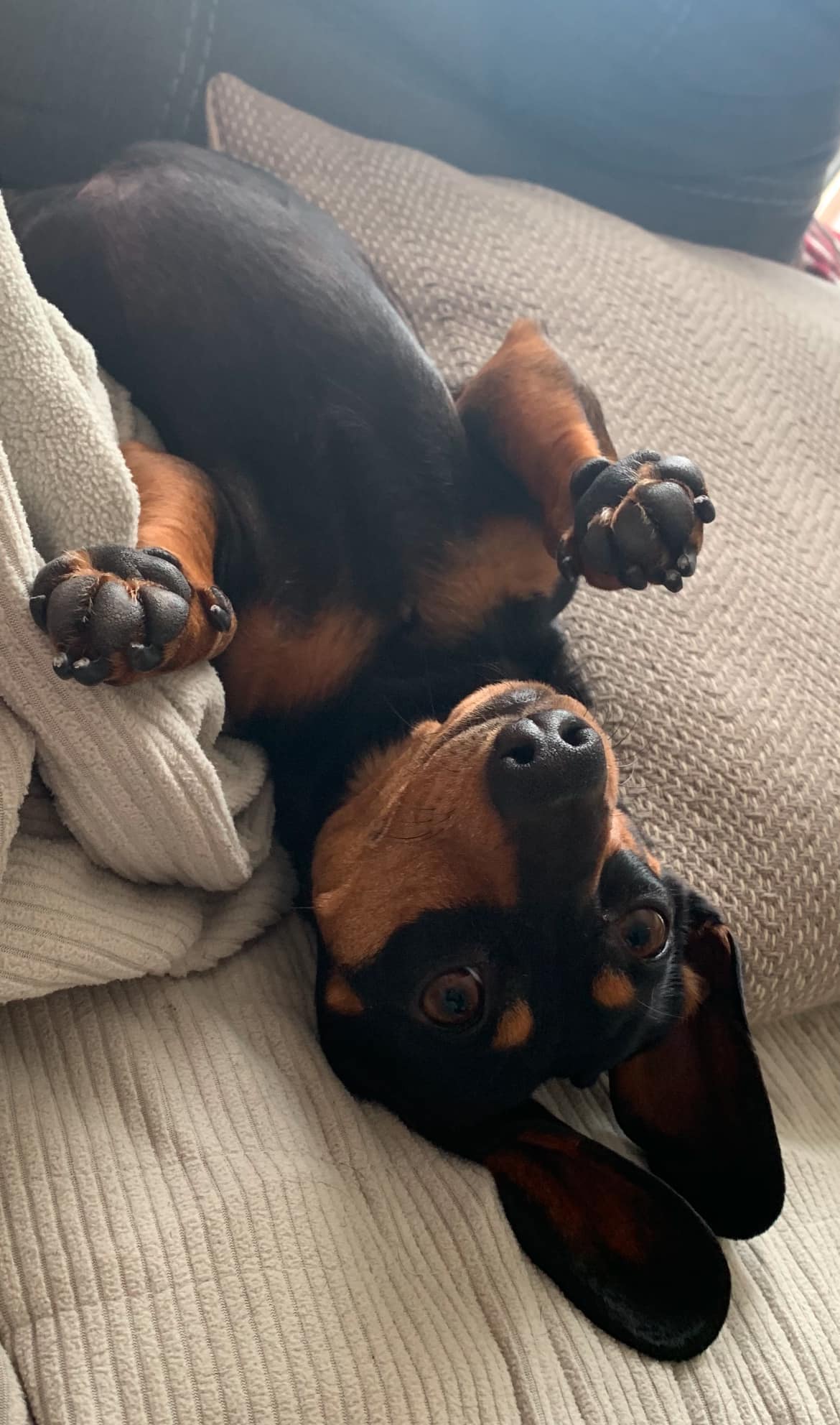 iN PHOTOS: Goofball dogs to brighten your day in Kamloops, Okanagan | iNFOnews.ca iN PHOTOS: Goofball dogs to brighten your day in Kamloops, Okanagan | iNFOnews.ca