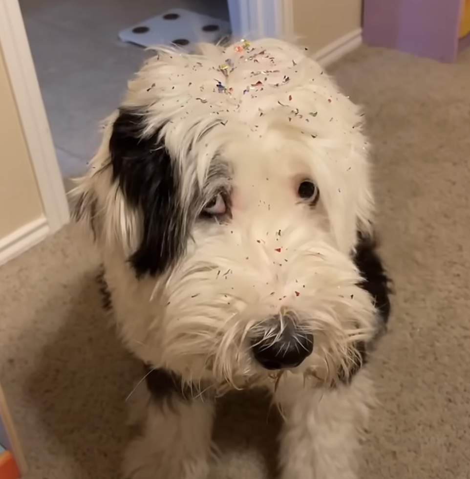 TRENDING NOW: Dog accidentally glitter bombed | iNFOnews.ca TRENDING NOW: Dog accidentally glitter bombed | iNFOnews.ca