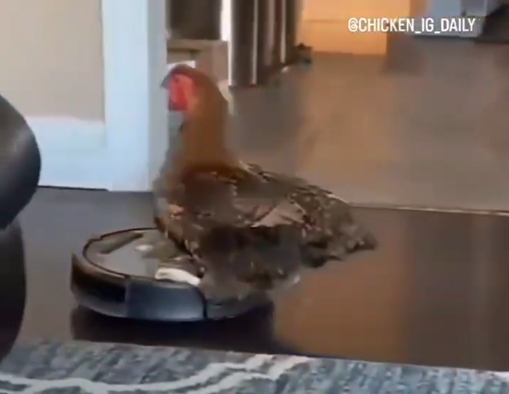 TRENDING NOW: Chicken rides a Roomba | iNFOnews.ca TRENDING NOW: Chicken rides a Roomba | iNFOnews.ca