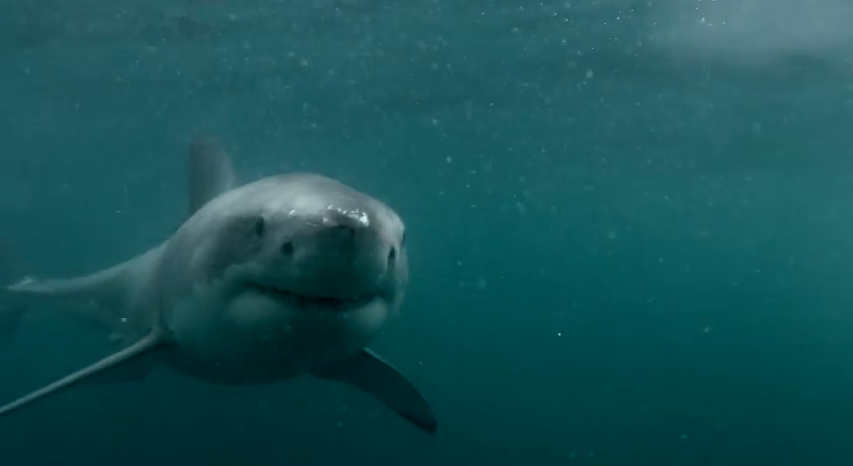 Shark attack video authenticity questioned | iNFOnews.ca