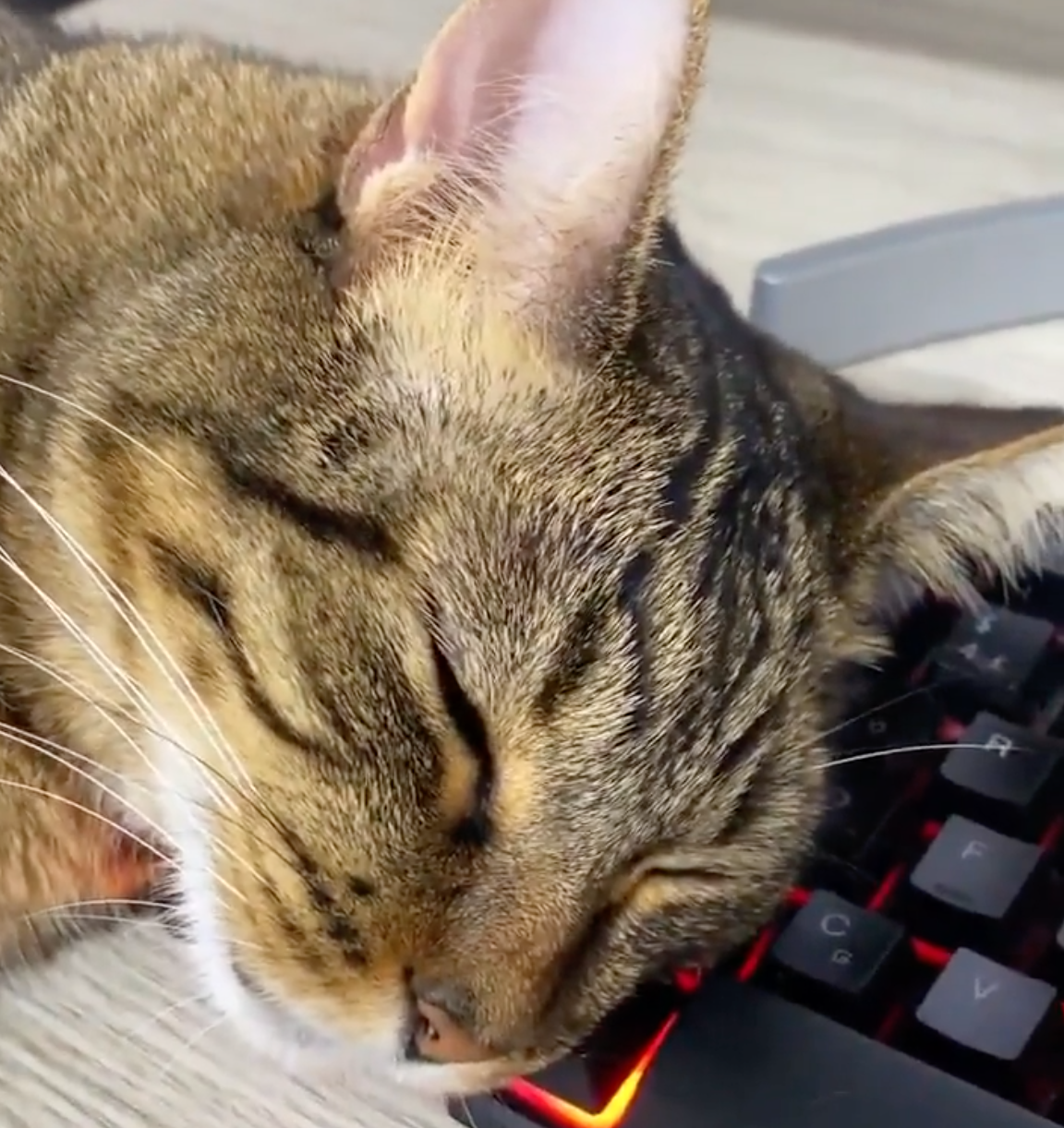 TRENDING NOW: Cat catches literal Zs | iNFOnews.ca TRENDING NOW: Cat catches literal Zs | iNFOnews.ca