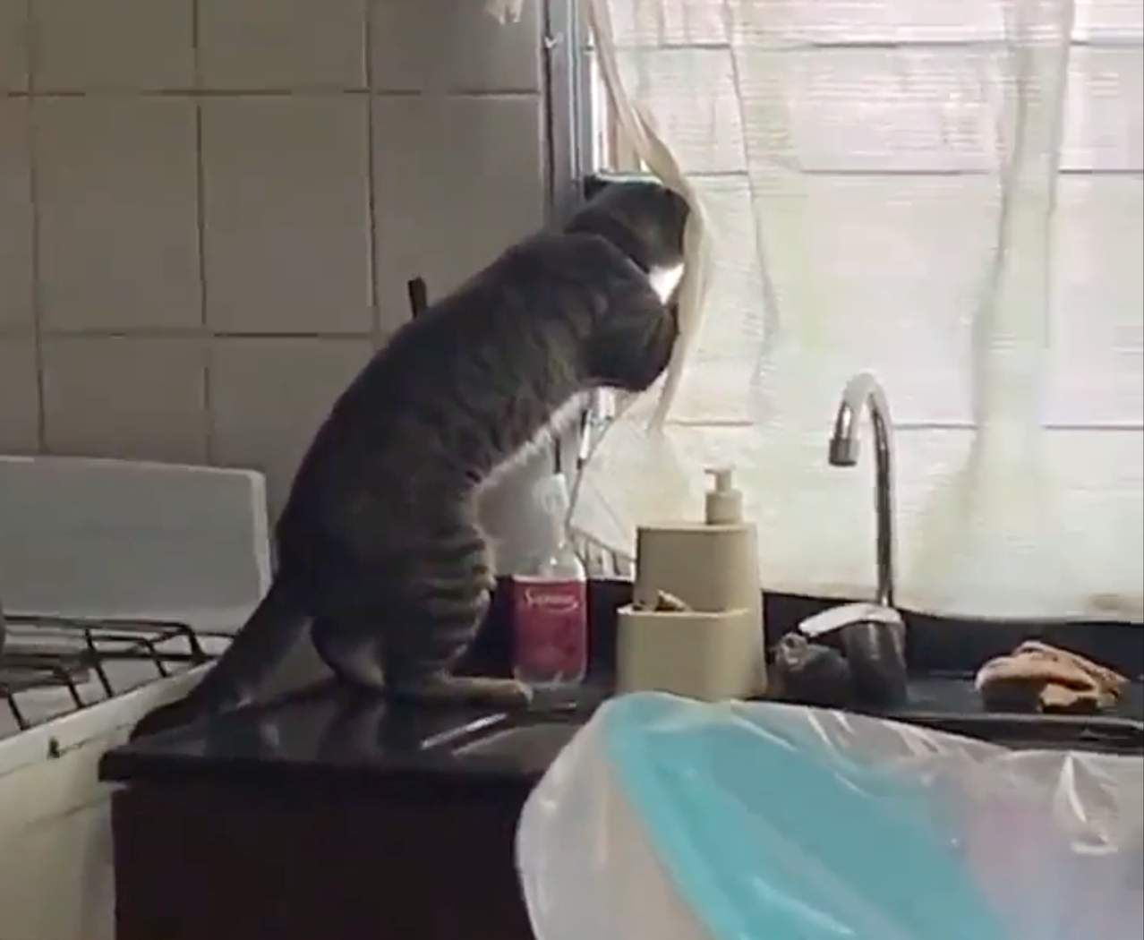 TRENDING NOW: Cat is a nosey neighbour | iNFOnews.ca TRENDING NOW: Cat is a nosey neighbour | iNFOnews.ca