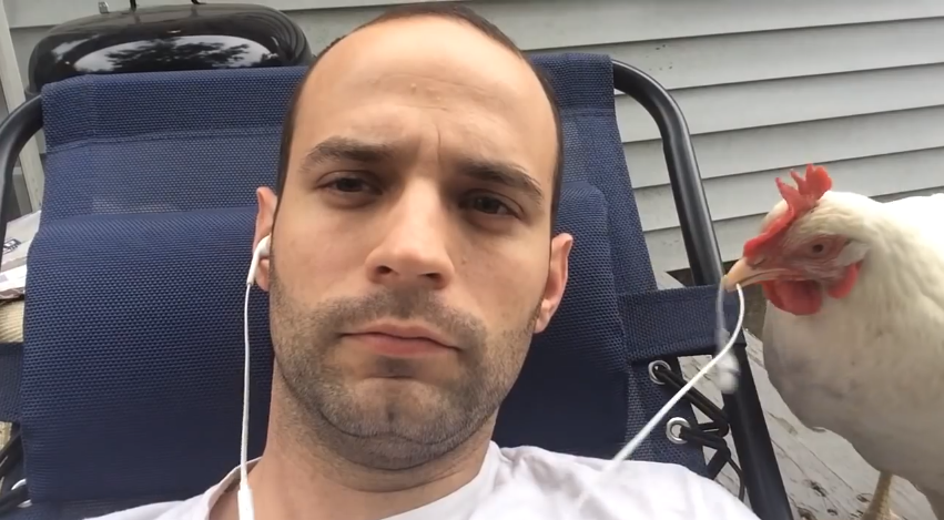 Chickens are jerks | iNFOnews.ca