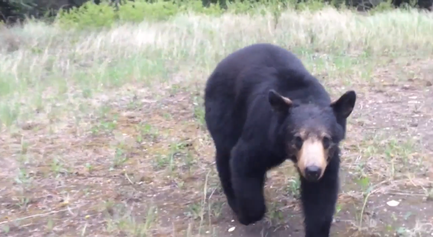 Joggers chased by bear | iNFOnews.ca