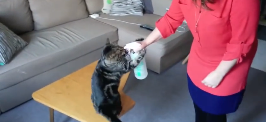 Cat training backfires | iNFOnews.ca