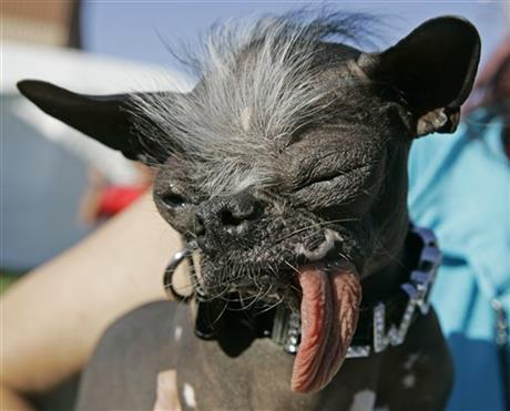 PHOTOS: World's ugliest dog crowned | iNFOnews.ca