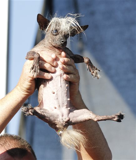 PHOTOS: World's ugliest dog crowned | iNFOnews.ca