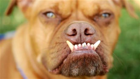 PHOTOS: World's ugliest dog crowned | iNFOnews.ca