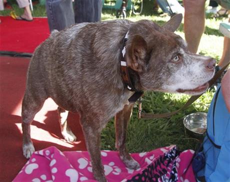 PHOTOS: World's ugliest dog crowned | iNFOnews.ca