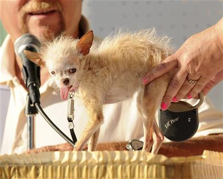 PHOTOS: World's ugliest dog crowned | iNFOnews.ca