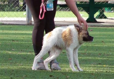 Is it a frog? A gorilla? No, it's Pig the dog | iNFOnews.ca
