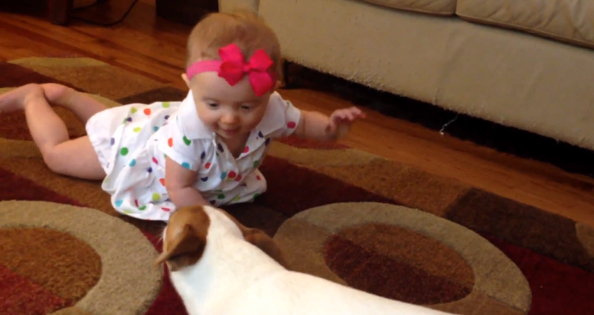 Dog teaches baby to crawl | iNFOnews.ca Dog teaches baby to crawl | iNFOnews.ca