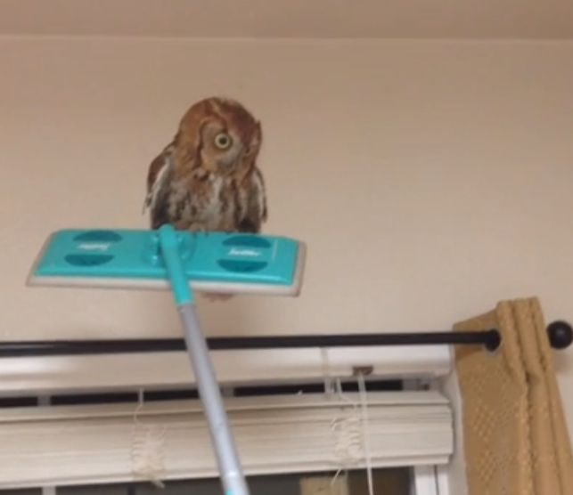 Swiffer meet owl, owl meet Swiffer | iNFOnews.ca