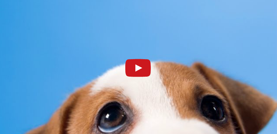 Five dog facts you didn't know | iNFOnews.ca