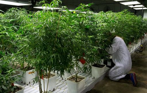 B.C. prevents commercial marijuana grow-ops from getting farm tax break | iNFOnews.ca