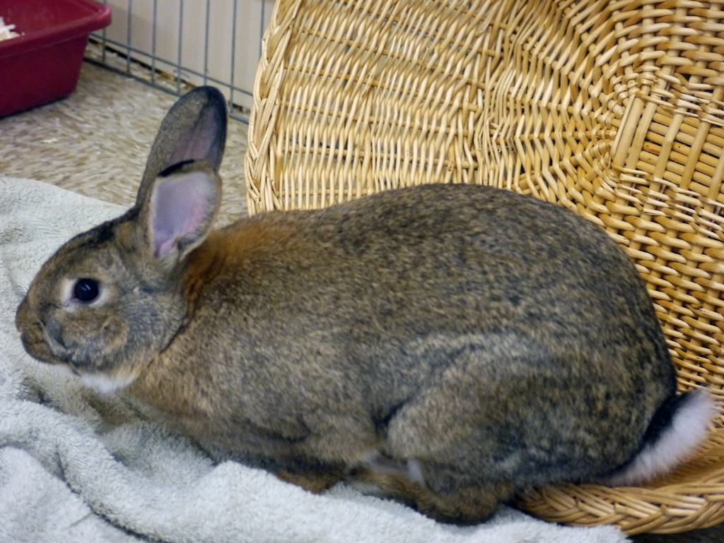 Looking for a forever home, Vernon SPCA pets of the week | iNFOnews.ca