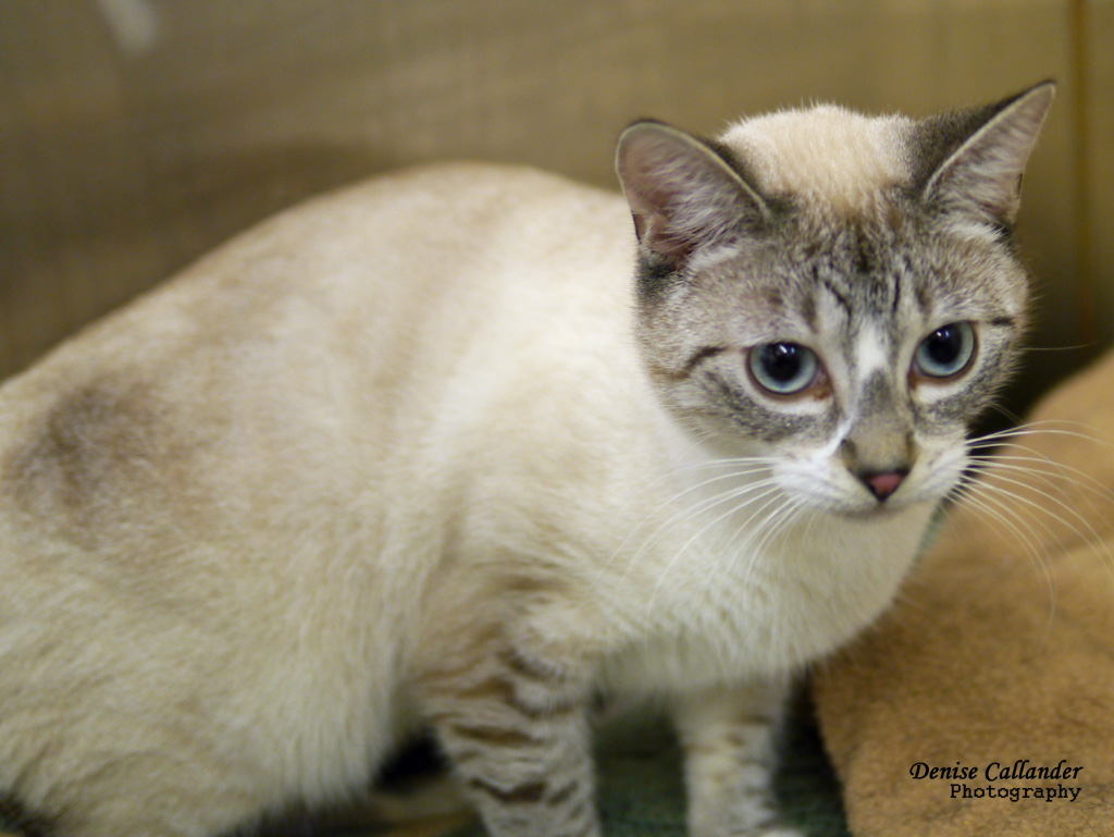 Looking for a forever home, Vernon SPCA pets of the week | iNFOnews.ca