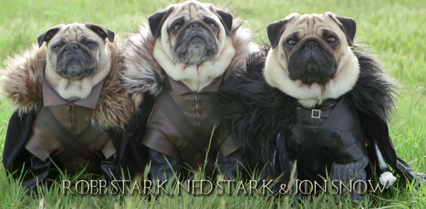 The Pugs of Westoros | iNFOnews.ca