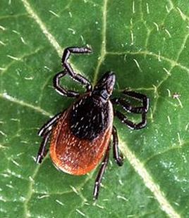 Lyme disease is big problem: lecturer | iNFOnews.ca