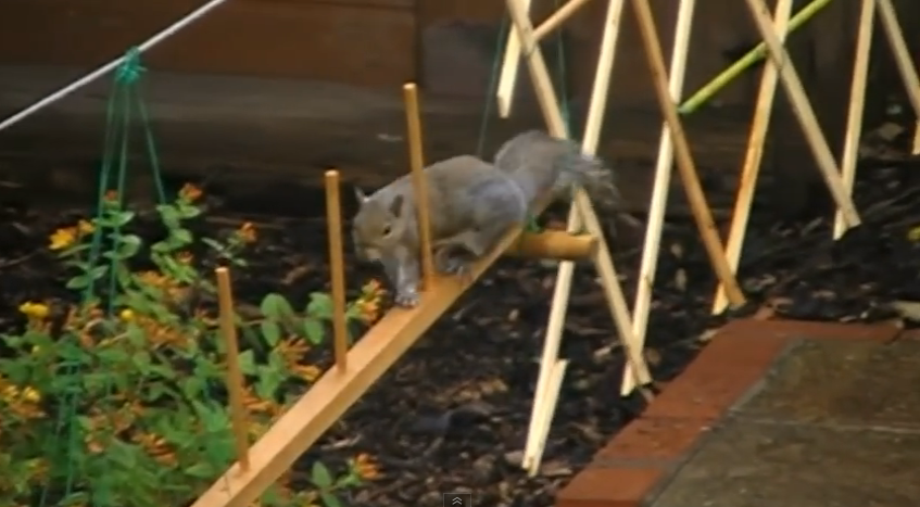 Squirrel assault obstacle course | iNFOnews.ca Squirrel assault obstacle course | iNFOnews.ca