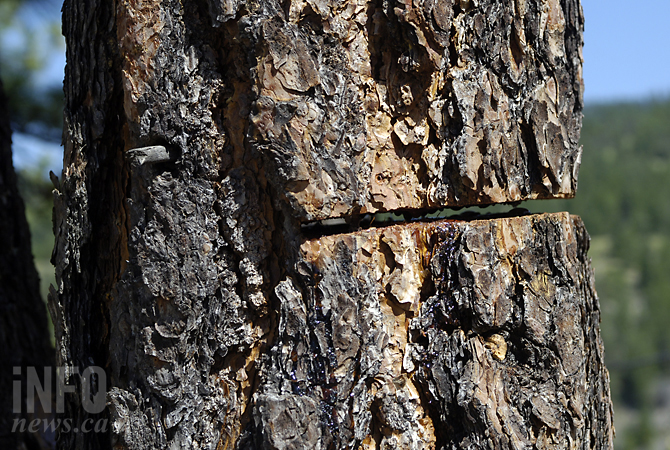Adventure Park opening cut down by vandals | iNFOnews.ca