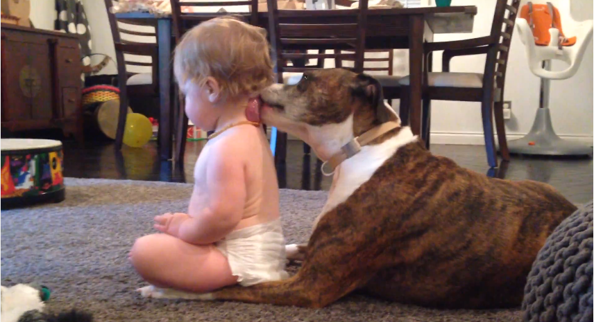 Dog gives baby a bath | iNFOnews.ca