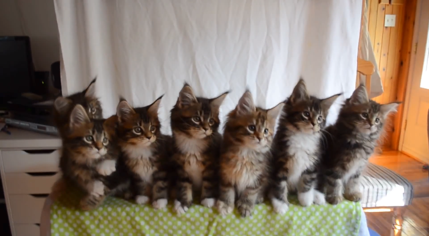 Synchro kittens | iNFOnews.ca