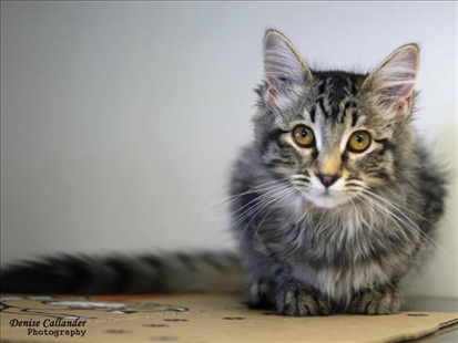 Looking for a forever home, Vernon SPCA pets of the week | iNFOnews.ca