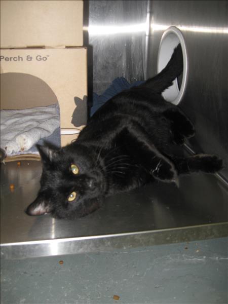 Looking for a forever home, Vernon SPCA pets of the week | iNFOnews.ca