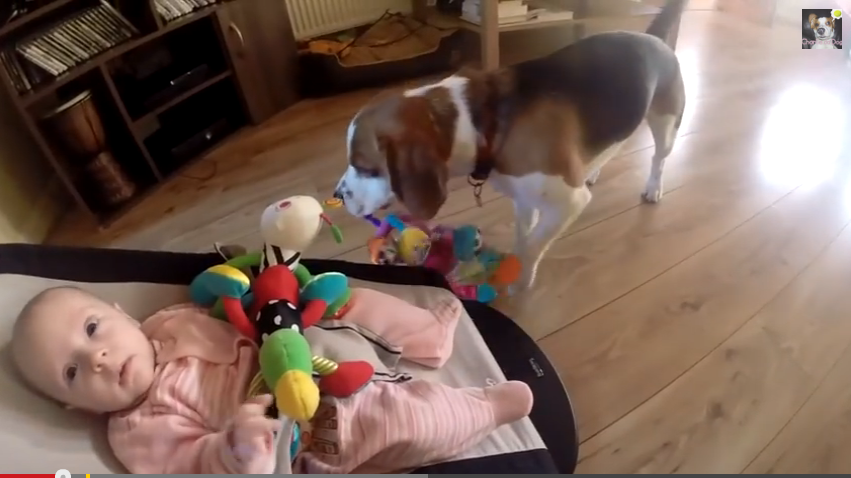 Guilty dog repents for stealing baby's toy | iNFOnews.ca